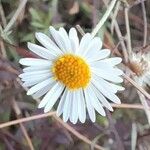 Erigeron karvinskianus Λουλούδι