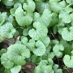 Alliaria petiolata Leaf