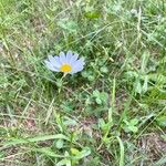 Leucanthemum heterophyllum Žiedas