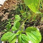 Ageratina altissima Yaprak