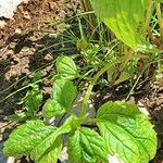 Ageratina altissima पत्ता