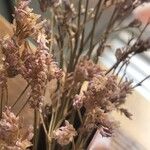 Limonium bellidifolium Flower