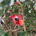 Paullinia elegans Fruit