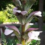 Acanthus mollis Fleur