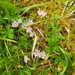 Lysimachia tenella Flor