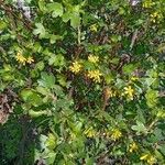 Ribes aureum Habit