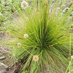 Bulbostylis laniceps Leaf