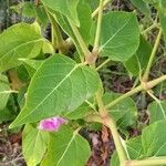 Mirabilis jalapa 葉