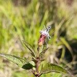 Chromolaena verbenacea