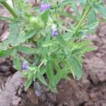 Stemodia durantifolia Flower