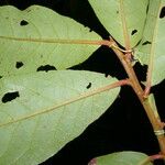 Symplocos serrulata Leaf