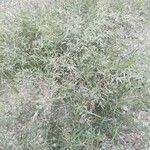 Eragrostis barrelieri 葉