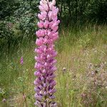 Lupinus × regalis Fiore