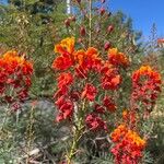 Caesalpinia pulcherrima Žiedas