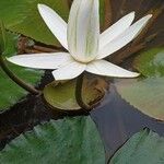 Nymphaea lotus Liść