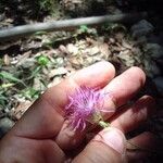 Centaurea deusta 花