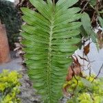 Polypodium virginianum Лист