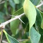 Strychnos spinosa Blatt
