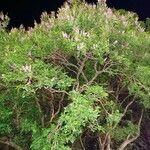 Lonchocarpus nitidus Hábito