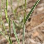 Bromus squarrosus Liść