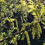 Juglans californica Flor