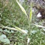 Bromus racemosus花