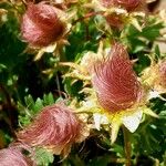 Geum reptans Frukto