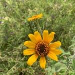 Tithonia tubaeformis Blüte