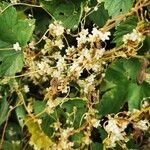 Cuscuta europaea Flower