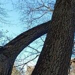 Tilia × europaea Bark