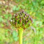 Trollius europaeusFruit