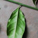 Dichostemma glaucescens List