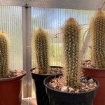 Pilosocereus chrysostele Hoja