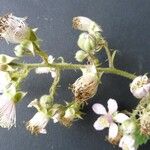 Rubus leightonii Квітка