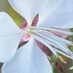 Oenothera gaura Flower