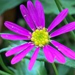 Senecio elegans Flower