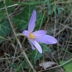 Colchicum neapolitanum 花