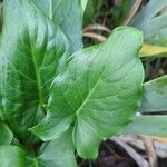 Arum cylindraceum Φύλλο