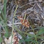 Carex limosa Květ