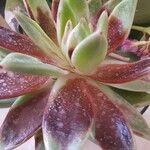 Echeveria colorata List