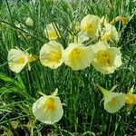 Narcissus romieuxii Blüte