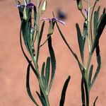 Henophyton deserti फूल