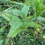 Verbena urticifolia Feuille