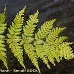 Dryopteris expansa Muu