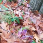 Tricyrtis lasiocarpa Flor