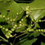 Tournefortia bicolor ഇല