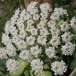 Heracleum platytaenium Blüte