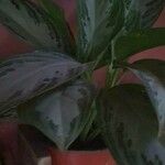 Aglaonema commutatum葉