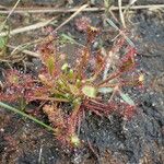 Drosera intermedia Buveinė