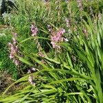 Watsonia borbonica ഇല